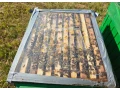predam-produkcne-vcelstvo-small-0