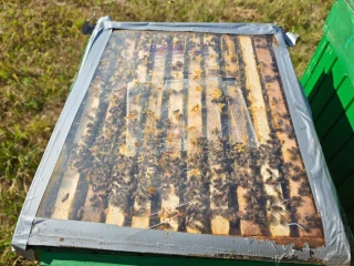 predam-produkcne-vcelstvo