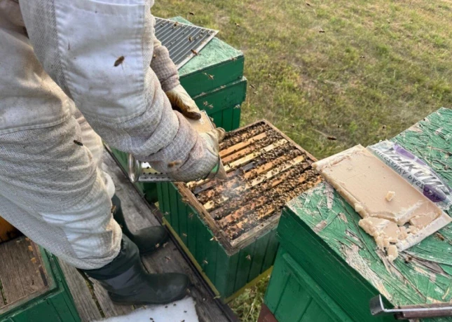 predam-produkcne-vcelstvo-big-2