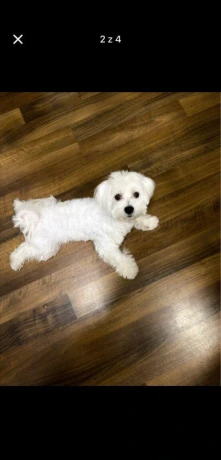 psicek-maltezacik-big-2