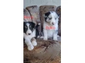 psiky-chlapci-border-kolia-small-3