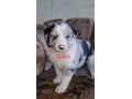 psiky-chlapci-border-kolia-small-1