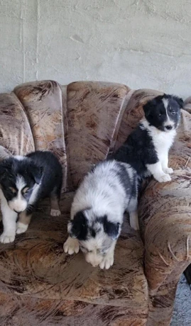 psiky-chlapci-border-kolia-big-4