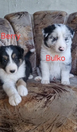 psiky-chlapci-border-kolia-big-3