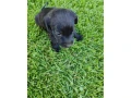 polovnicke-plemeno-small-2