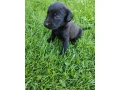 polovnicke-plemeno-small-4