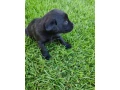 polovnicke-plemeno-small-3