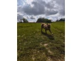 darujem-do-dobrych-ruk-2-rocnu-fenku-small-2