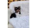 biewer-yorkshire-terier-small-1