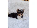 biewer-yorkshire-terier-small-0
