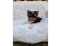 biewer-yorkshire-terier-small-4