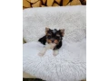 biewer-yorkshire-terier-small-3