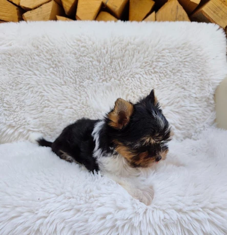 biewer-yorkshire-terier-big-2