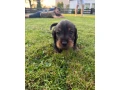 jazvecik-hrubosrsty-standart-small-3