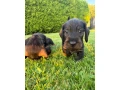 jazvecik-hrubosrsty-standart-small-2