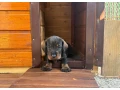 jazvecik-hrubosrsty-standart-small-4