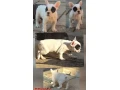 francuzsky-buldocekbuldogbulldog-small-4