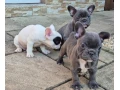 francuzsky-buldocekbuldogbulldog-small-1