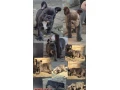 francuzsky-buldocekbuldogbulldog-small-2
