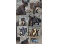 francuzsky-buldocekbuldogbulldog-small-3