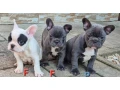 francuzsky-buldocekbuldogbulldog-small-0