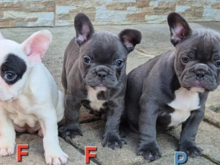francuzsky-buldocekbuldogbulldog