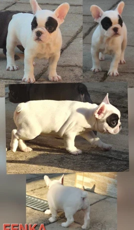 francuzsky-buldocekbuldogbulldog-big-4