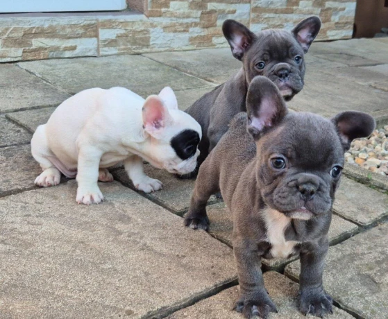 francuzsky-buldocekbuldogbulldog-big-1