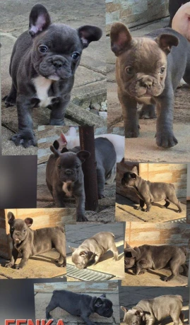 francuzsky-buldocekbuldogbulldog-big-2
