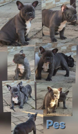 francuzsky-buldocekbuldogbulldog-big-3