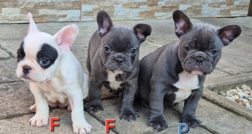 francuzsky-buldocekbuldogbulldog-big-0