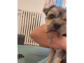yoksir-na-predaj-small-2