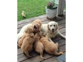 steniatko-golden-retriever-small-1