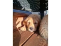 steniatko-golden-retriever-small-2