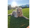 steniatko-golden-retriever-small-3