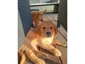 steniatko-golden-retriever-small-0