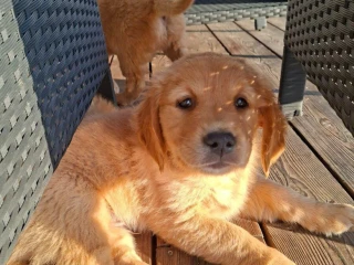 steniatko-golden-retriever