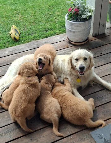 steniatko-golden-retriever-big-1