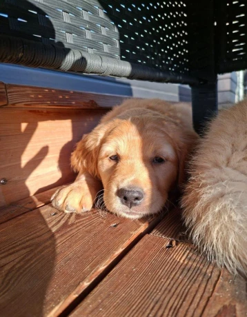 steniatko-golden-retriever-big-2