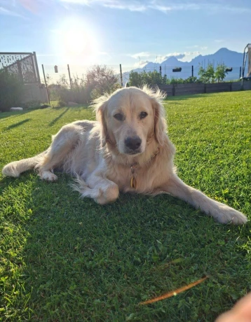 steniatko-golden-retriever-big-3