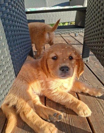 steniatko-golden-retriever-big-0