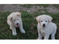 akita-inu-steniatka-small-0