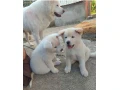 akita-inu-steniatka-small-1