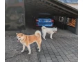 akita-inu-steniatka-small-2