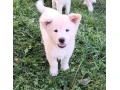 akita-inu-steniatka-small-4