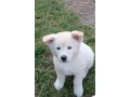 akita-inu-steniatka-small-3