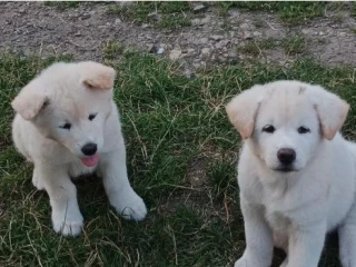 akita-inu-steniatka