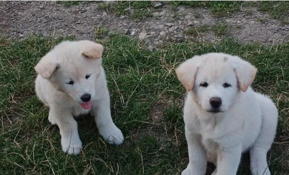 akita-inu-steniatka-big-0