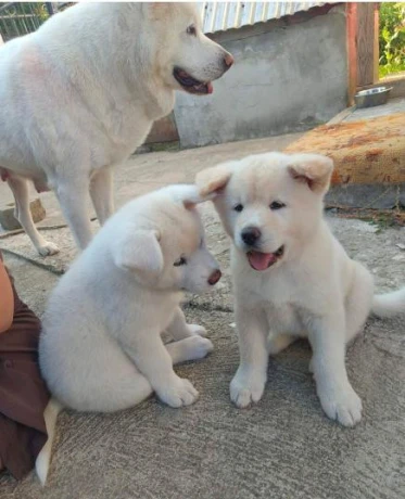 akita-inu-steniatka-big-1