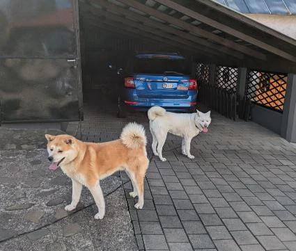 akita-inu-steniatka-big-2